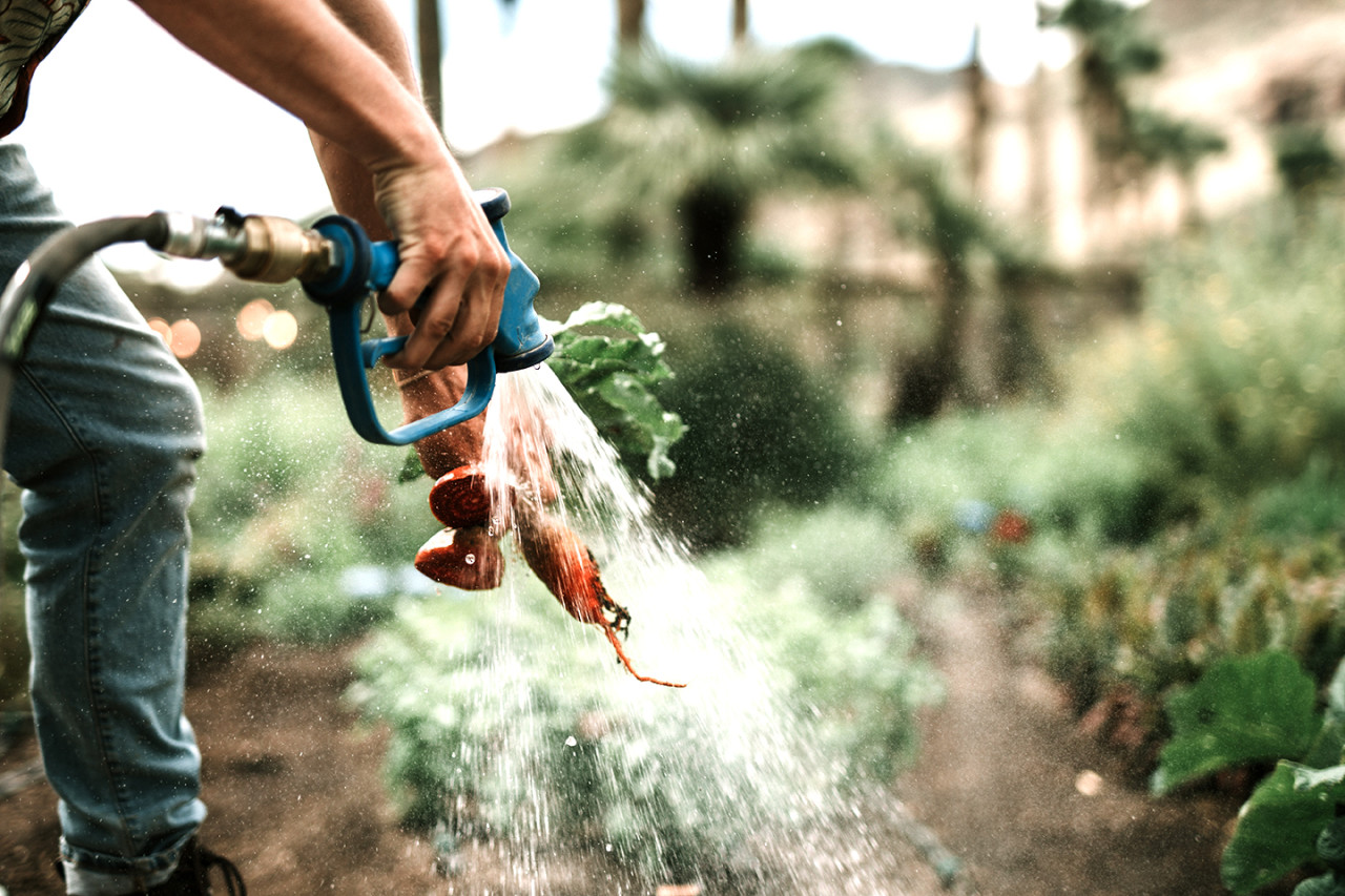 6 tips for saving water in the garden